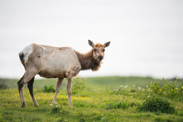 Tule elk (Cervus canadensis nannodes), Point Reyes National Seashore, Marin, California