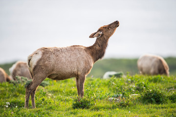 Tule elk (Cervus canadensis nannodes), Point Reyes National Seashore, Marin, California