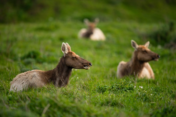 Tule elk (Cervus canadensis nannodes), Point Reyes National Seashore, Marin, California