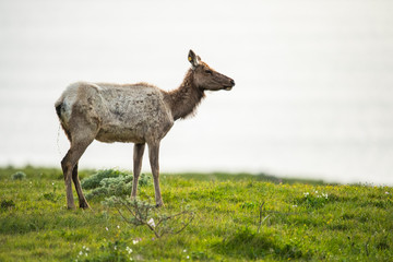 Naklejka na ściany i meble Tule elk (Cervus canadensis nannodes), Point Reyes National Seashore, Marin, California
