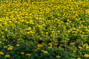 Obraz premium beautiful yellow flowers background