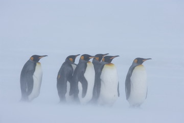 King penguins huddling in a snowstorm on South Georgia Island