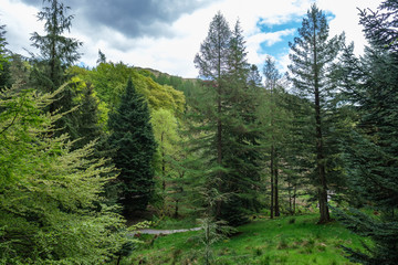 Pine Trees below Loughrigg Fell