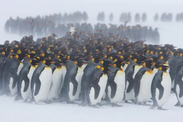 Tragetasche Königspinguine stehen mit dem Rücken zum Schneetreiben auf den verschneiten Feldern der subantarktischen Insel Südgeorgien. Sie gruppieren sich für Wärme © willtu