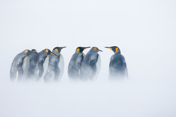 King penguins standing in blowing snow on the Sub-Antarctic island of South Georgia - 267117194