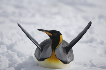 King Penguin relaxes on the snow on South Georgia Island - 267117321
