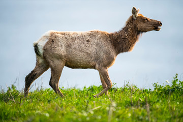 Tule elk (Cervus canadensis nannodes), Point Reyes National Seashore, Marin, California