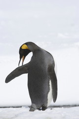 king penguin preening feathers on South Georgia Island