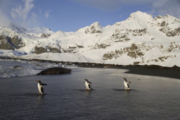 Gentoo penguins head toward the ocean across a beach on South Georgia Island
