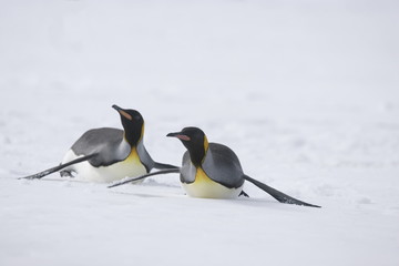 Two king penguins sliding on the snow on South Georgia Island - 267117517