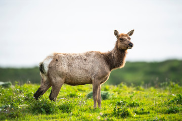 Fototapeta premium Tule elk (Cervus canadensis nannodes), Point Reyes National Seashore, Marin, California
