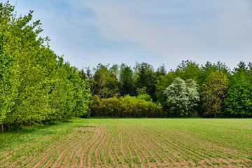 Fototapeta na wymiar Green lines in field in spring