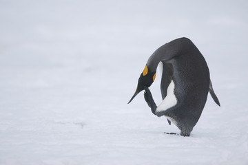 King penguin enjoying a head scratch on South Georgia Island