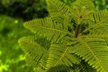 Closeup nature green leaf blur background wallpaper