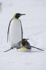 Two king penguins traversing the snow on South Georgia Island