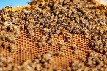 Honeycomb with honey and bees. Beekeeping. Frames of a bee hive. Apiculture