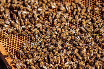 Working bees on honeycomb. Frames of a bee hive. Apiculture
