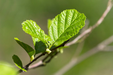 Fresh birch green in spring.