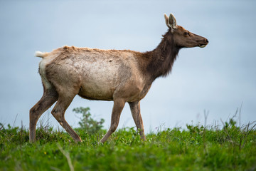 Tule elk (Cervus canadensis nannodes), Point Reyes National Seashore, Marin, California