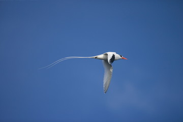 Red-billed tropicbird flying over the Galapagos Islands