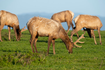 Fototapeta premium Tule elk (Cervus canadensis nannodes), Point Reyes National Seashore, Marin, California