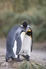 King enguins during mating ritual on South Georgia Island