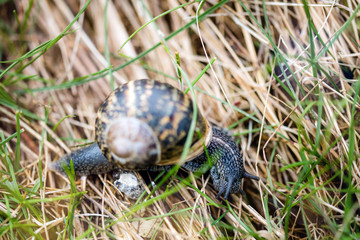 escargot dans les herbes hautes