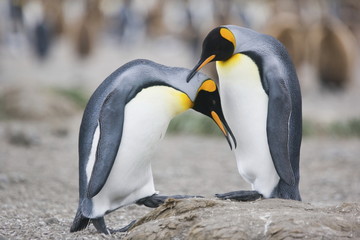 Fototapeta na wymiar King penguins make overtures to sex on South Georgia Island