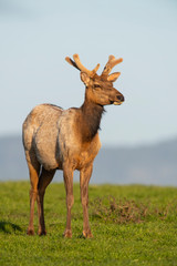 Tule elk (Cervus canadensis nannodes), Point Reyes National Seashore, Marin, California