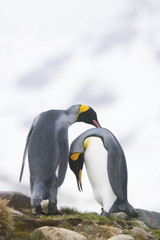 Fototapeta premium King penguin couple during mating ritual on South Georgia Island