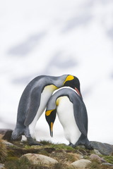King penguins in a pre mating ritual on South Georgia Island