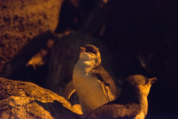 Little Penguin in Melbourne