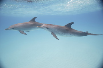 Spotted dolphins underwater near the Bahama Islands