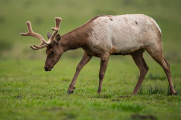 Tule elk (Cervus canadensis nannodes), Point Reyes National Seashore, Marin, California