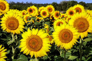 Fototapeta na wymiar blooming yellow sunflowers in the field