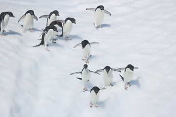 Adelie penguins running down the face of an iceberg in Antarctica
