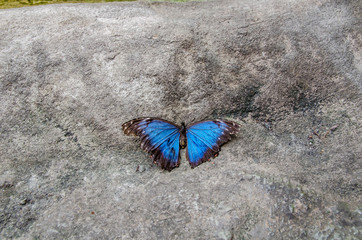Blue Butterfly sits on a stone