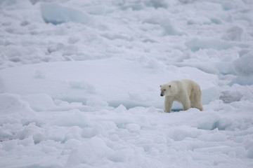 Polar bear walking on sea ice in the Arctic