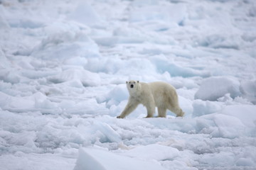 Fototapeta na wymiar Polar bear walking on sea ice in the Arctic