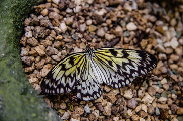 Fototapeta na wymiar White-yellow butterfly sits on stones