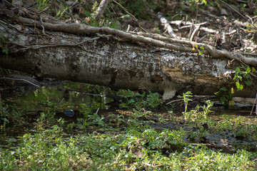 Detail of a fallen tree trunk over a stream. Finnish Forest, Rascafria, Madrid, Spain