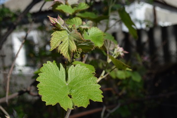  grapes leaves