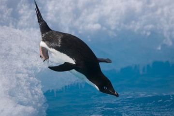 Adelie penguin diving off an iceberg in Antarctica - 267118904