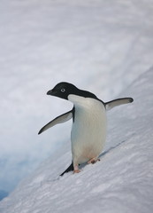 Adelie penguin with flippers outstretched.