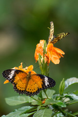 Schmetterling - Paare