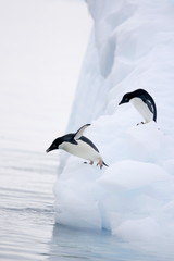 Adelie penguins start to jump from an iceberg in Antarctica - 267118976