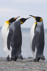 Obraz premium King penguins debate a topic on South Georgia Island