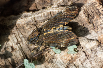 Schmetterling - Motte