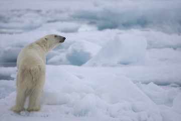 Obraz na płótnie Canvas Polar bear sniffing the air while on the polar ice of the Arctic