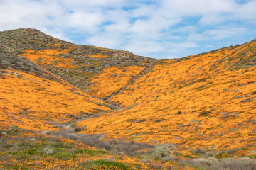 California poppy 2019, The state flower of California. Orange color. Poppy flowers in the mountain. Southern California poppy's super Bloom. 